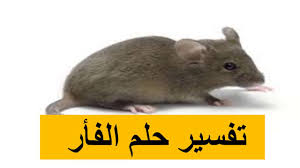 تفسير حلم الفئران إقرأ تفسير رؤية الفأر الفار في المنام للعزباء