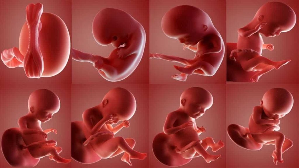 مراحل نمو الجنين داخل الرحم 1