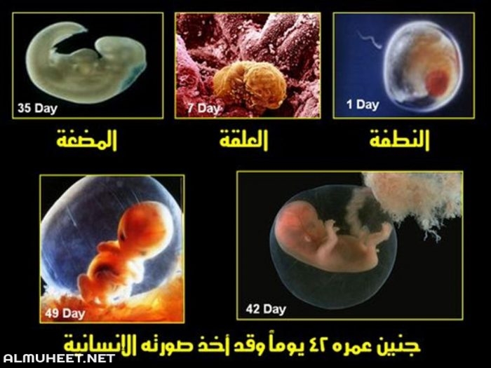 مراحل نمو الجنين بالأشهر والاسابيع 1