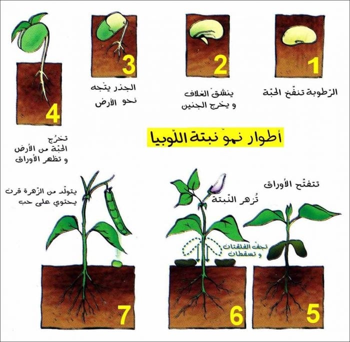 مراحل نمو الوردة 1