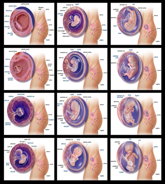مراحل نمو الجنين داخل الرحم 10