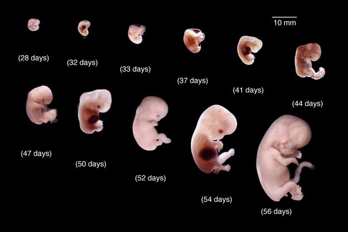 مراحل تطور الجنين بالتفصيل والصور 10