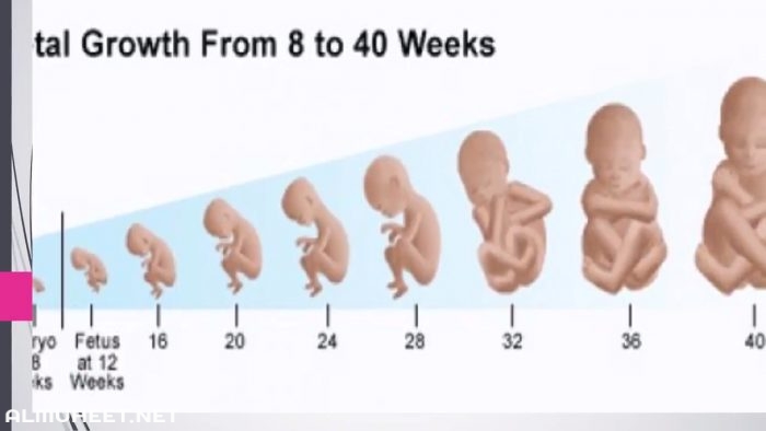 مراحل نمو الجنين بالأشهر والاسابيع 10