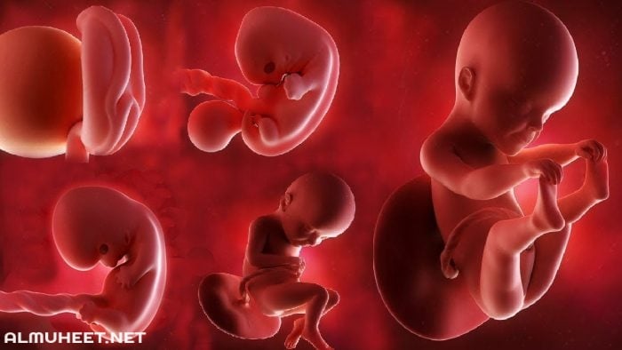 مراحل نمو الجنين بالأشهر والاسابيع 11