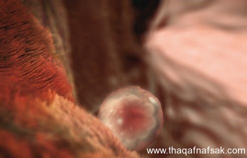 مراحل تطور الجنين بالتفصيل والصور 2