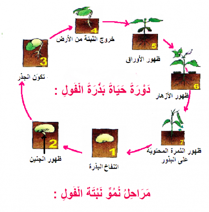 مراحل نمو النبات بالصور موسوعة إقرأ مراحل نمو الوردة رسم مراحل