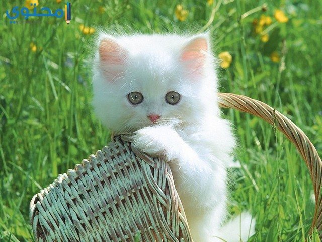 قطط جميلة بيضاء2