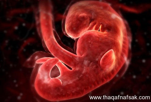مراحل تطور الجنين بالتفصيل والصور 3