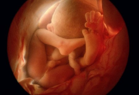 مراحل نمو الجنين داخل الرحم 4