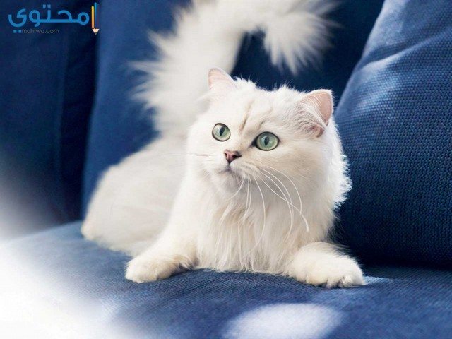قطط جميلة بيضاء4