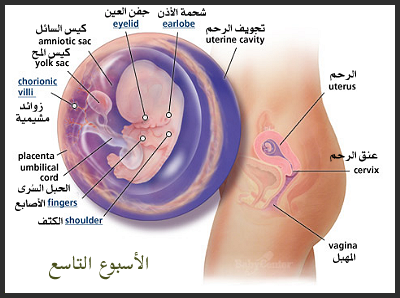 مراحل نمو الجنين داخل الرحم 5