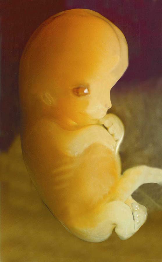 مراحل تطور الجنين بالتفصيل والصور 5
