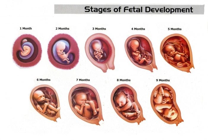 مراحل نمو الجنين بالأشهر والاسابيع 5