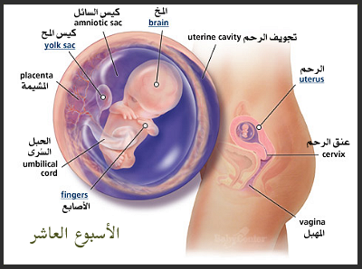 مراحل نمو الجنين داخل الرحم 6