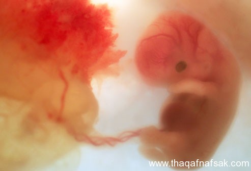 مراحل تطور الجنين بالتفصيل والصور 6