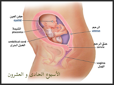 مراحل نمو الجنين داخل الرحم 7