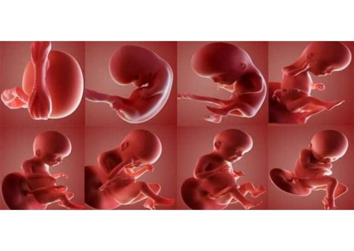 مراحل نمو الجنين بالأشهر والاسابيع 7