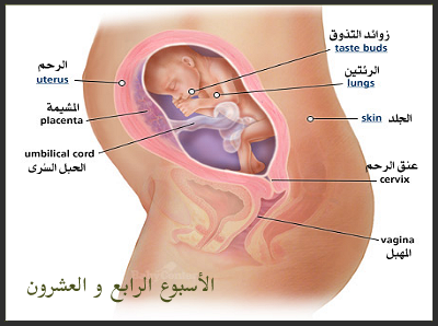 مراحل نمو الجنين داخل الرحم 9