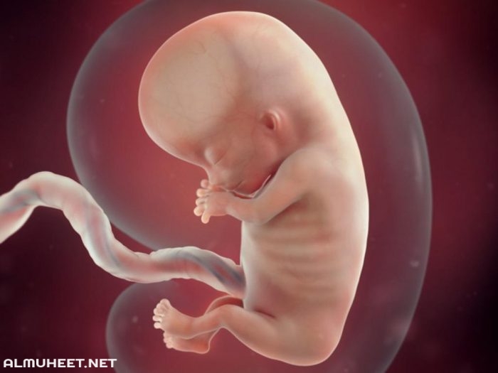 مراحل نمو الجنين بالأشهر والاسابيع 9