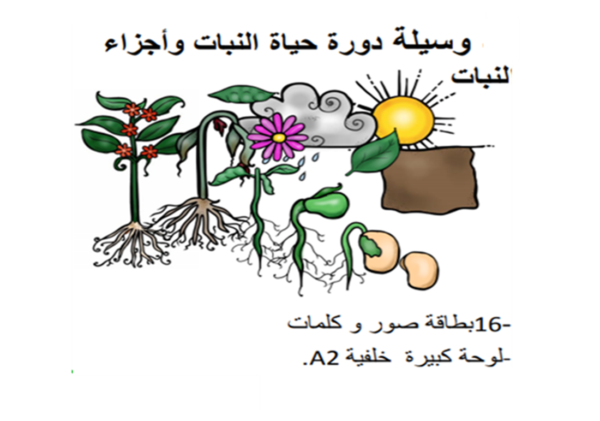 مراحل نمو النبات بالصور موسوعة إقرأ مراحل نمو الوردة رسم مراحل