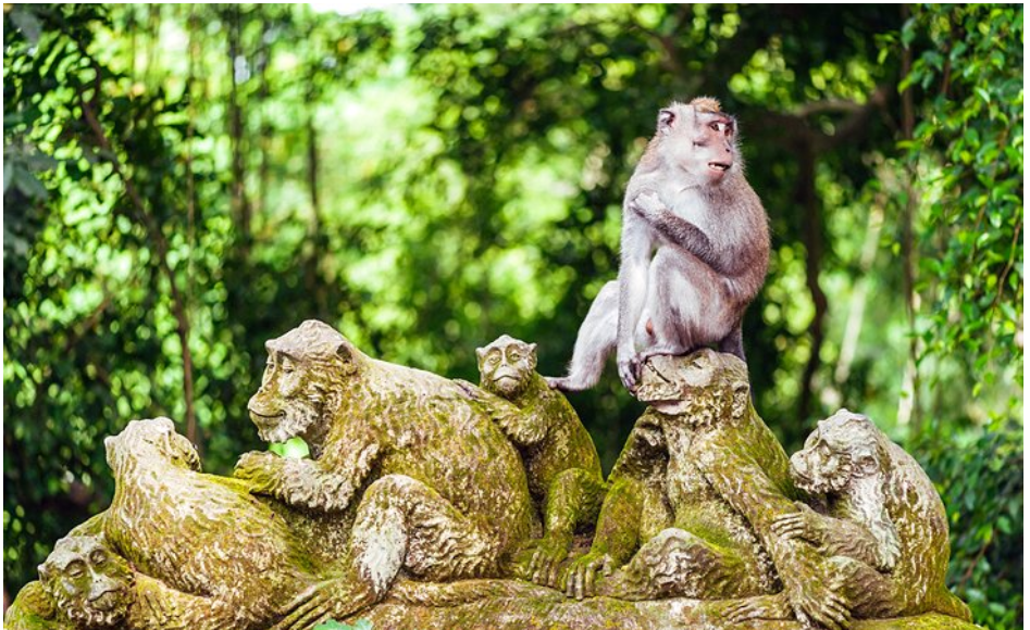 غابة اوبود القرد -السياحة في بالي 