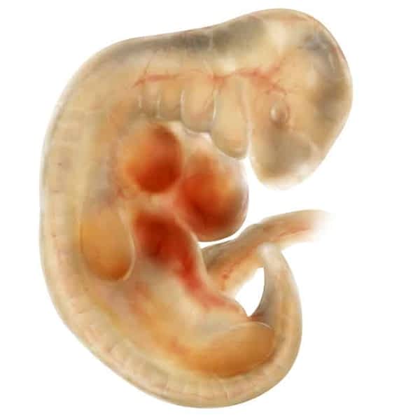 مراحل نمو الجنين بالصور 1