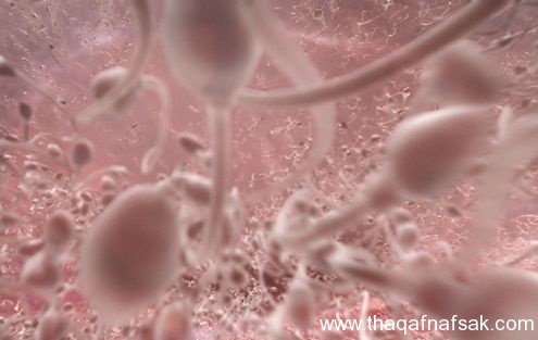 مراحل تطور الجنين بالتفصيل والصور 1