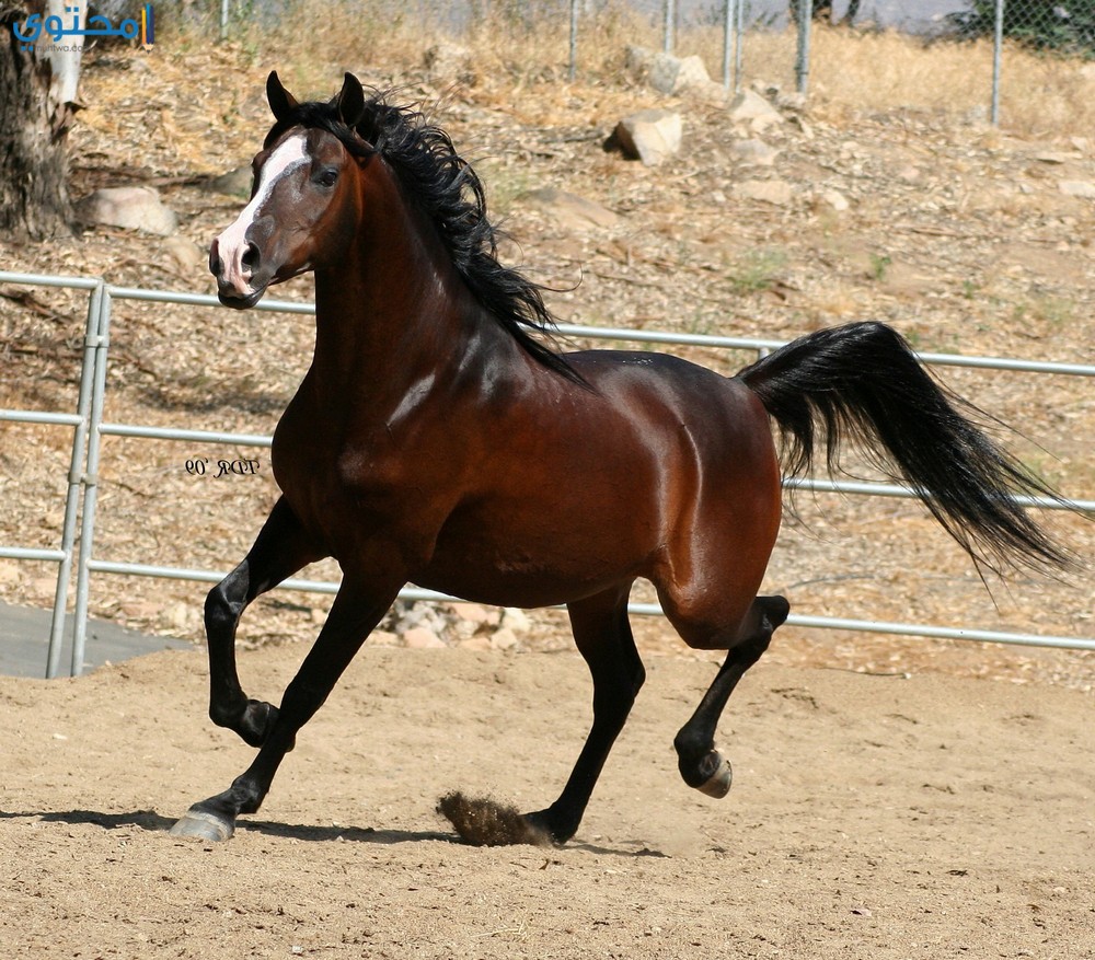 اجمل خيول عربية اصيلة 1