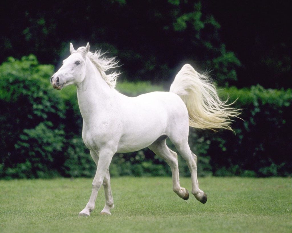 خيول عربية اصيلة بيضاء 1