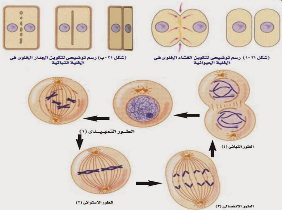 الانقسام المتساوي في الخلية النباتية 1