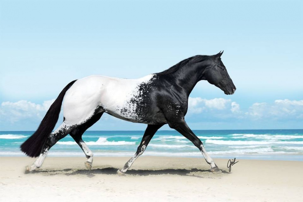 اجمل الصور للخيول العربية الاصيلة 2