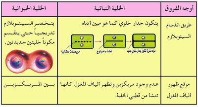 الانقسام المتساوي في الخلية النباتية 2