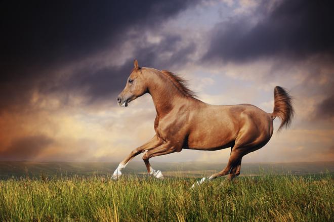اجمل الصور للخيول العربية الاصيلة 3