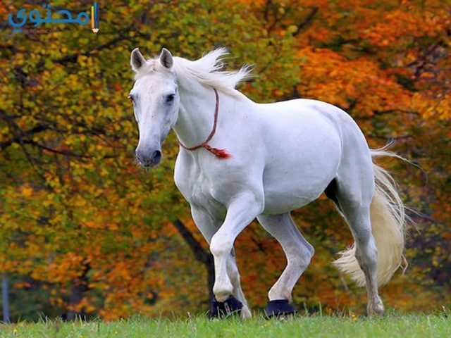 خيول عربية اصيلة بيضاء 2