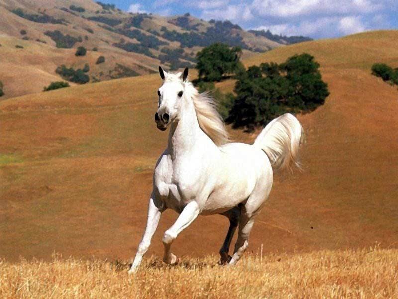 اجمل الصور للخيول العربية الاصيلة 4