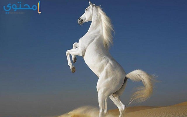 خيول عربية اصيلة بيضاء 4