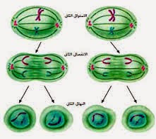 الانقسام المتساوي في الخلية النباتية 4