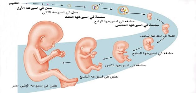 بوربوينت مراحل نمو الانسان للاطفال 4