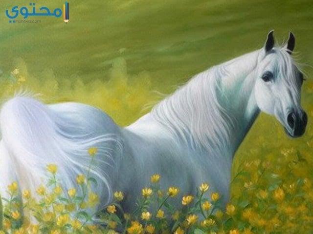 خيول عربية اصيلة بيضاء 5