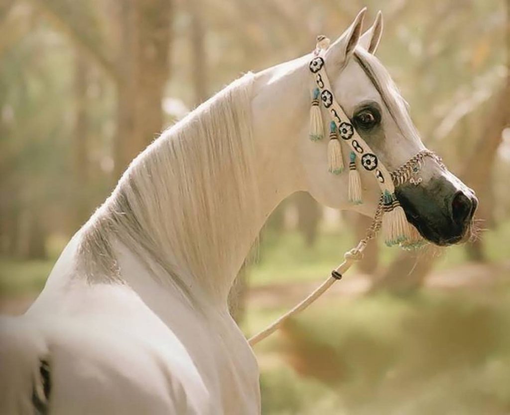 خيول عربية اصيلة بيضاء 3