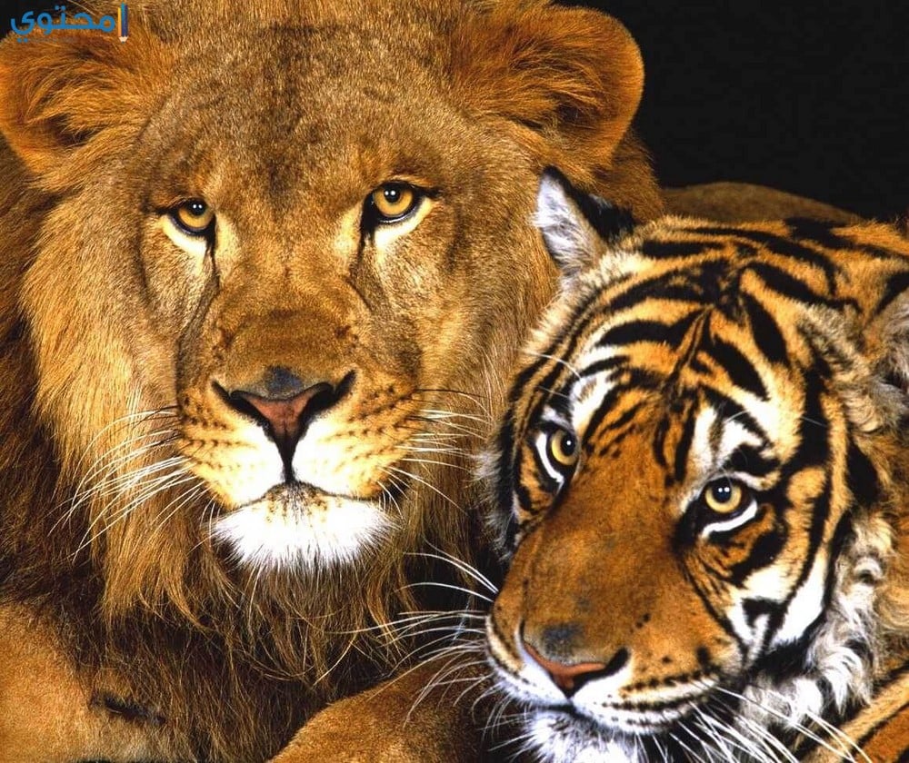 اجمل الصور للاسود والنمور2