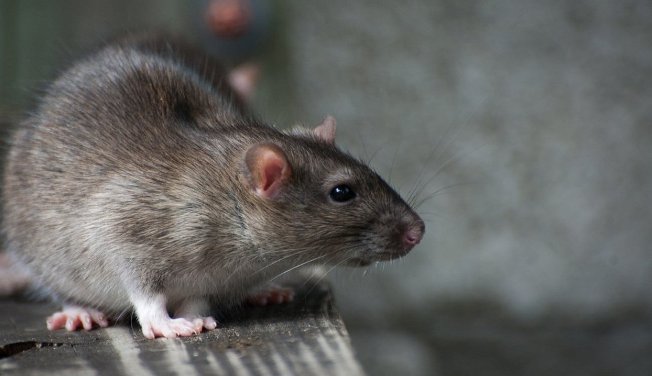تفسير حلم الفئران في المنام