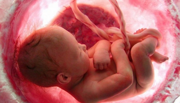 تحصين الجنين من الإجهاض