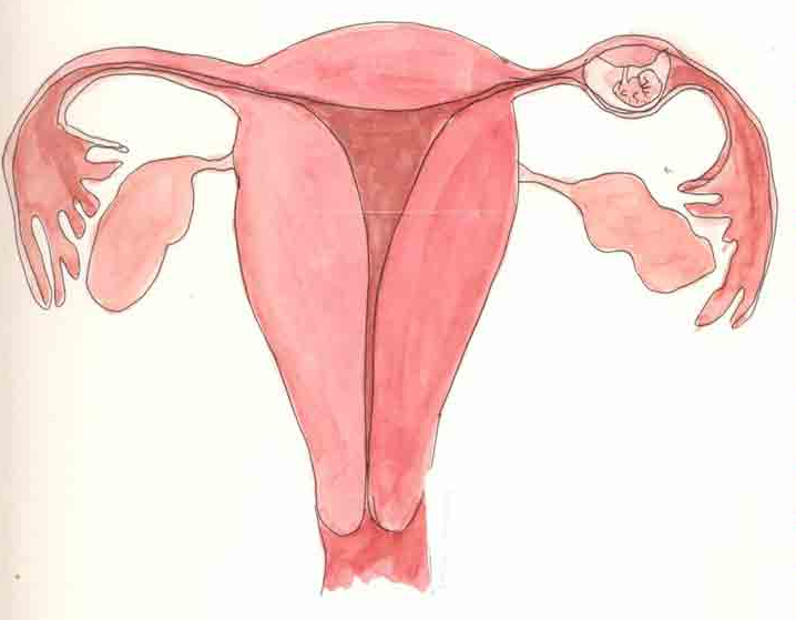 هل تنزل الدورة مع الحمل خارج الرحم
