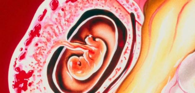 ثمين إنسانية ماكينة الخياطة  تجربتي مع الحمل خارج الرحم - موسوعة إقرأ | تجربتي مع الحمل خارج الرحم  وأسباب الحمل خارج الرحم