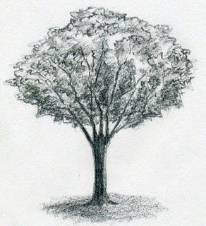 رسم شجرة 1