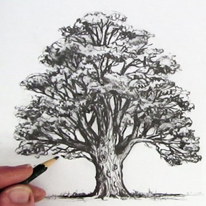 رسم شجرة 3