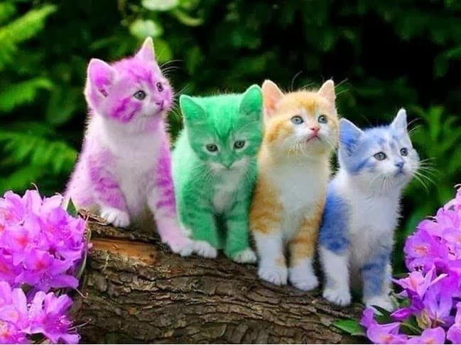 رسومات قطط ملونة 4