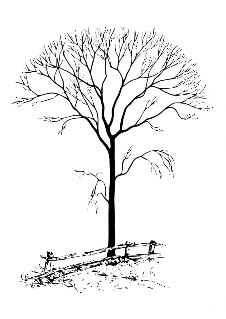 رسم شجرة 4