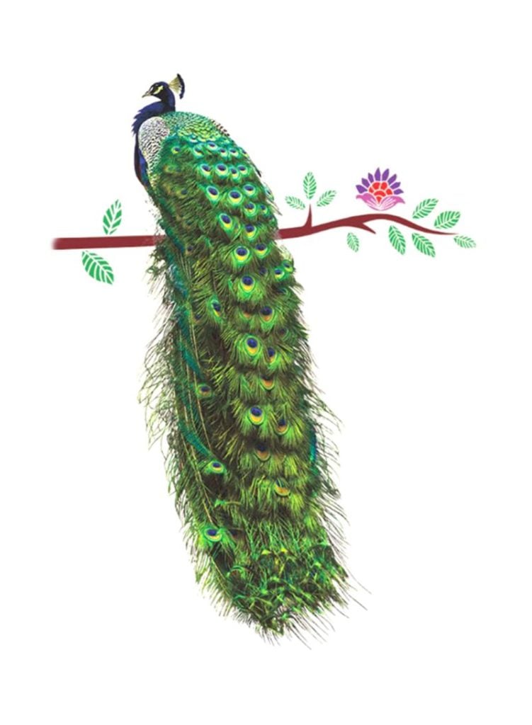 رسومات طاووس ملونة 6